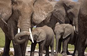 female elephants caring for young family